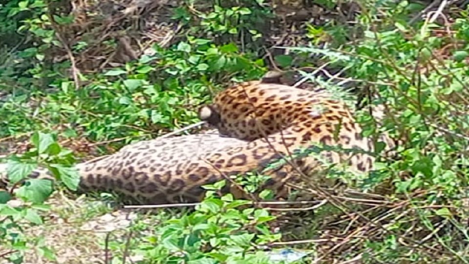 Leopard found lying injured in Kanda bageshwar