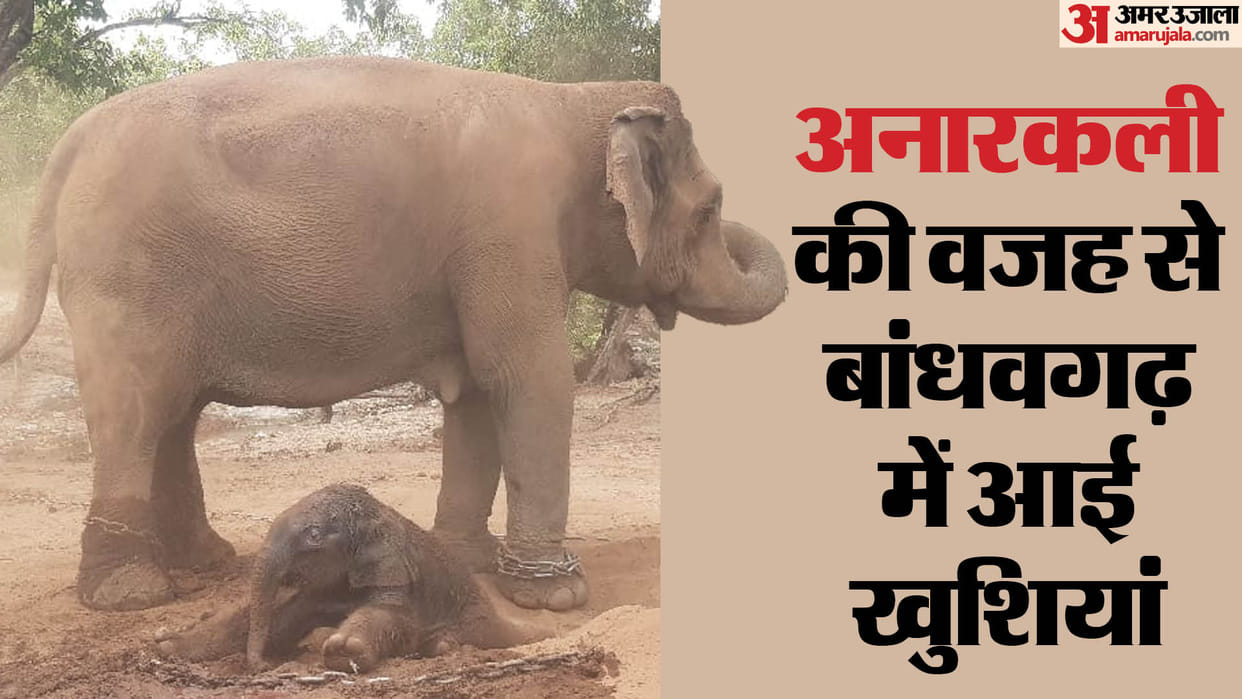 Bandhavgarh Tiger Reserve 60 Year Old Female Elephant Anarkali Gave Birth To Fifth Calf News in Hindi