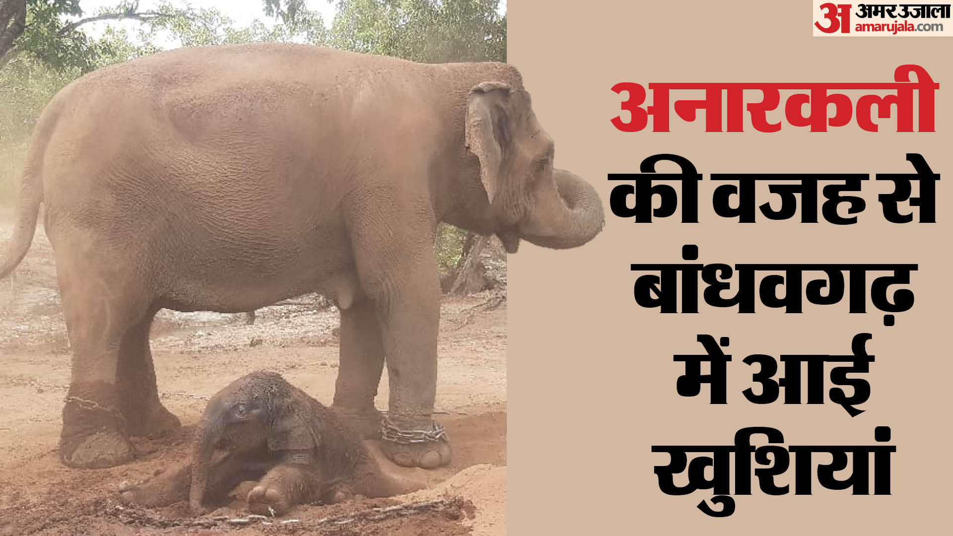 बांधवगढ़ टाइगर रिजर्व में हथिनी ने दिया बच्चे को जन्म।