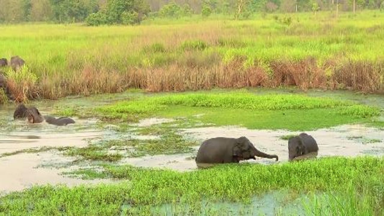 Tiger drinking water and elephants bathing in Dudhwa caught on camera