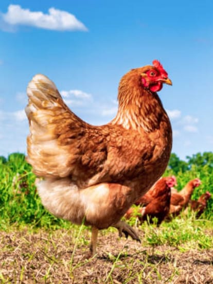 hen