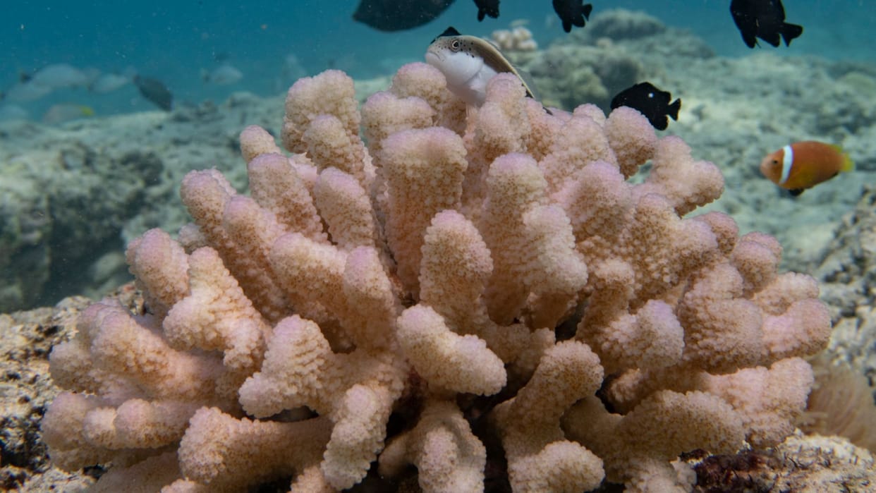 How coral bleaching threatens Lakshadweeps marine ecosystem