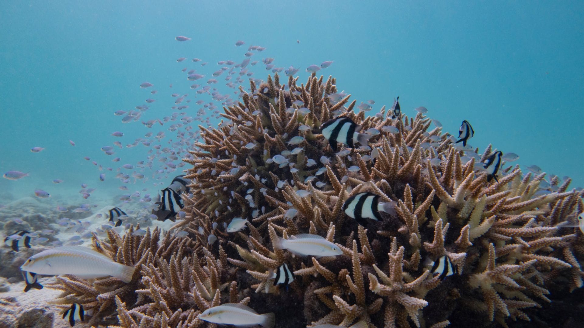How coral bleaching threatens Lakshadweeps marine ecosystem