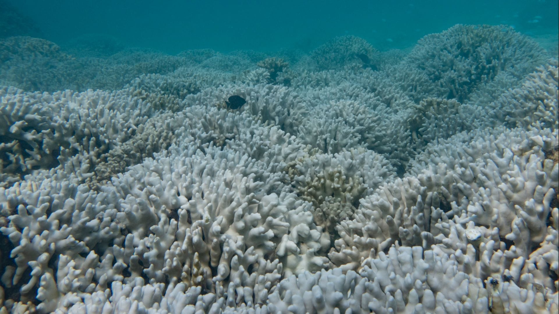 How coral bleaching threatens Lakshadweeps marine ecosystem