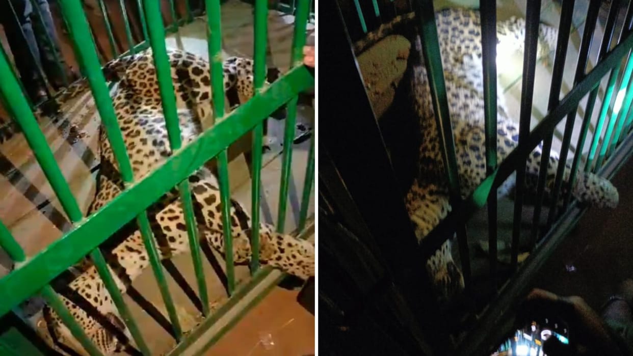Leopard caught after 20 hours IN Mirzapur