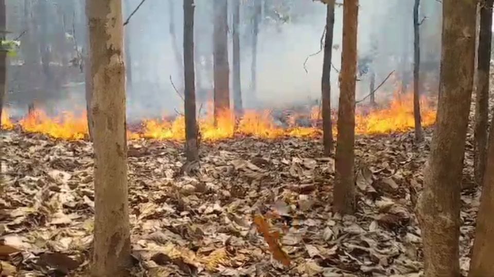 सागौन के प्लांट में लगी आग