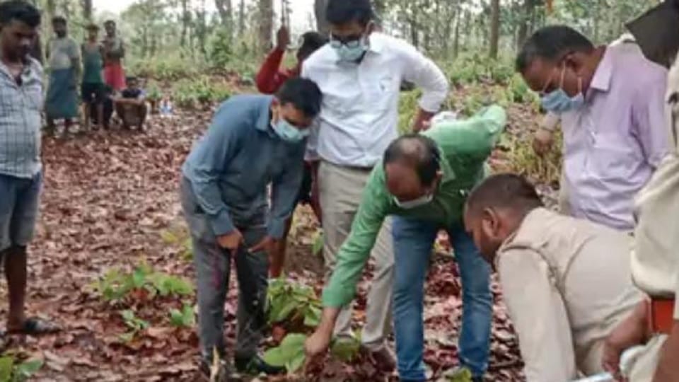 Leopard hunting in Katghora forest