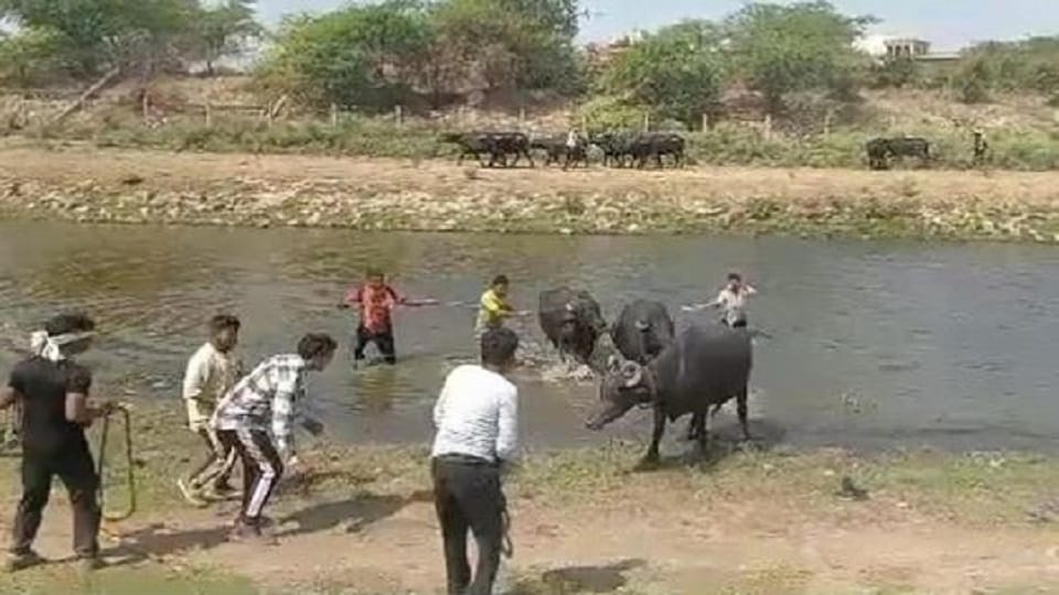 50 CCTV cameras installed because of buffaloes they will be monitored all the time know the reason
