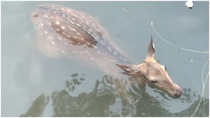 Dogs chased Chital, he jumped into Narmada Dam to save his life Forest department team rescued