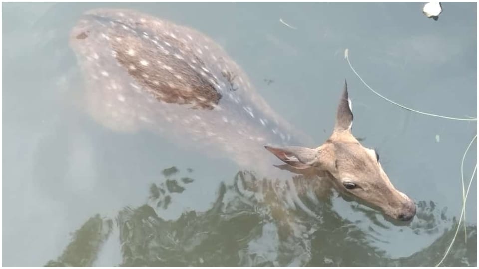 Dogs chased Chital, he jumped into Narmada Dam to save his life Forest department team rescued