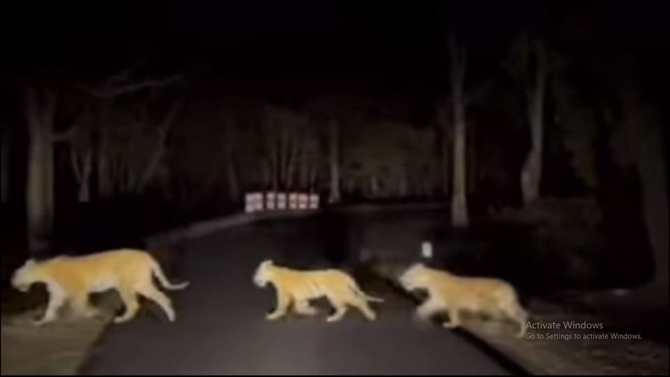 Sighting of four tigers in forest created panic caught on camera while crossing road in Korba