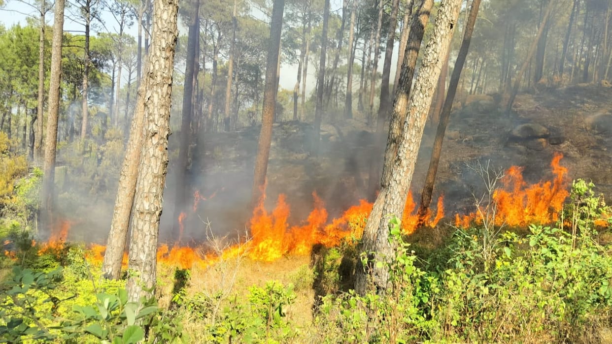Himachal Jungle Fire Forest fires broke out at 313 places