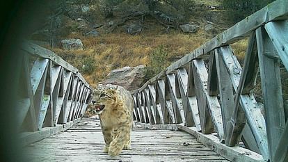 Gangotri National Park Snow leopard seen strolling in Chorgad captured in trap camera