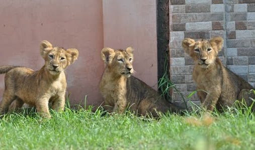 Good news in Etawah safari, Neerja gave birth to three cubs, also fed milk to one cub