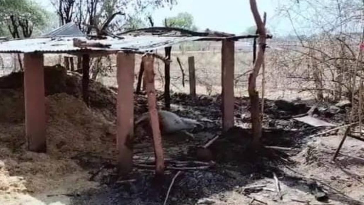Neemuch News Four cows died two cows seriously injured due to fire in cattle shed