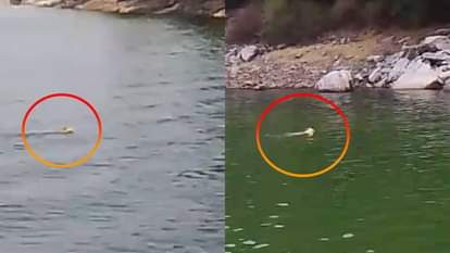 डैम में तैरता तेंदुआ