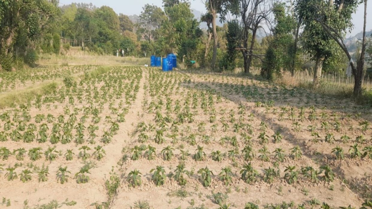 Solan district tomatoes capsicum and other vegetables are in the grip of drought