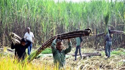 Labour shortage and weather impact Sugarcane cultivation in Haryana is shrinking