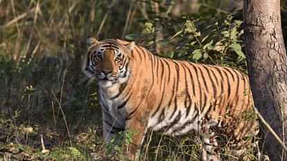 Tiger will come to Rajaji Tiger Reserve in the new year coming from Corbett Tiger Reserve Uttarakhand News