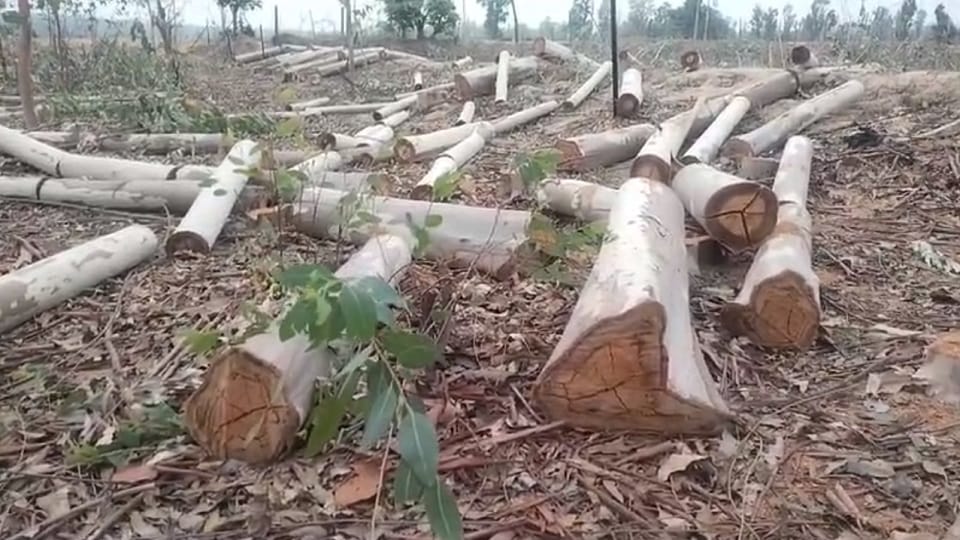Forest mafia courage is high cut 700 trees belonging to others in Manendragarh
