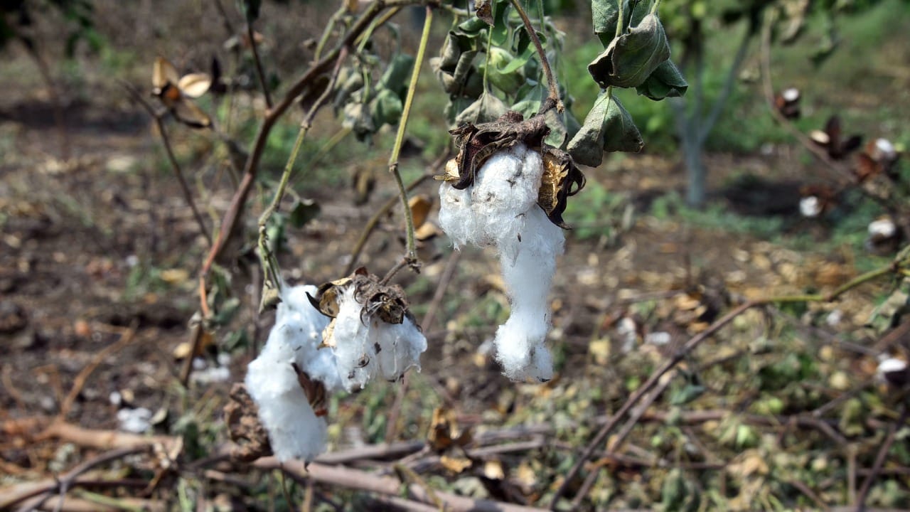 Punjab cotton belt 71% decline in production many reasons including lack of quality seeds