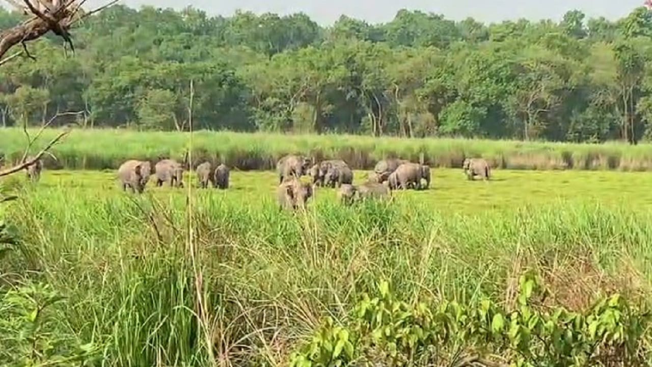 Tiger drinking water and elephants bathing in Dudhwa caught on camera
