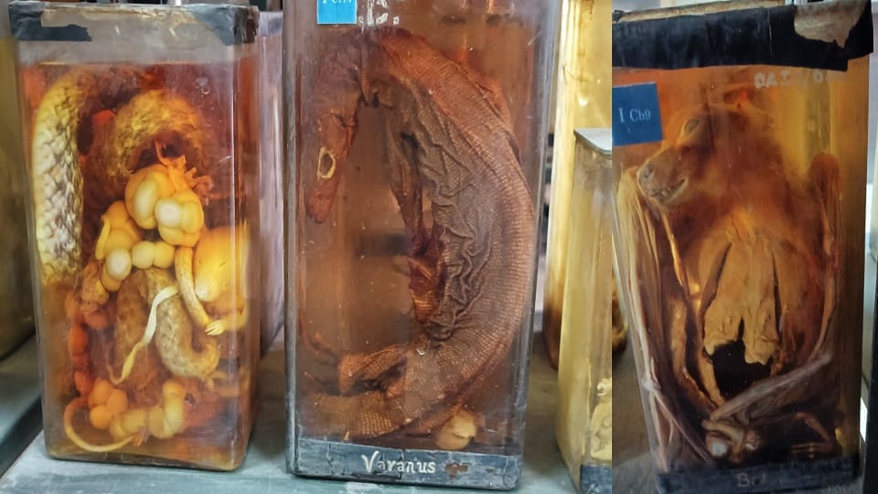 World Museum Day 2024  90 year old vultures and bats in SN's museum embryos from 80 years ago