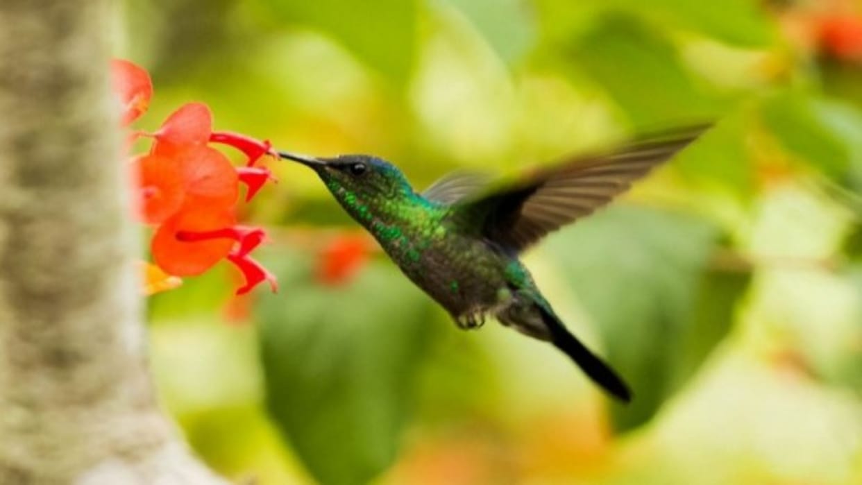 Study: Second species of world's largest humming bird discovered