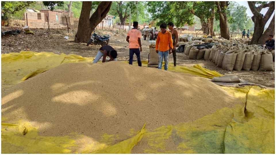 Katni News: 14 thousand farmers sold 95 thousand metric tons of wheat happy after getting bonus amount