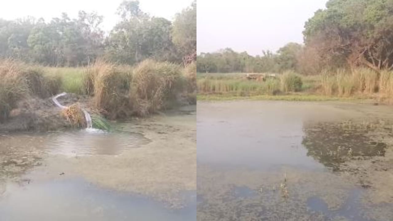 Tiger drinking water and elephants bathing in Dudhwa caught on camera