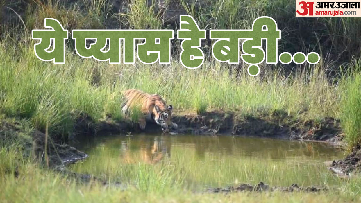 Tiger drinking water and elephants bathing in Dudhwa caught on camera