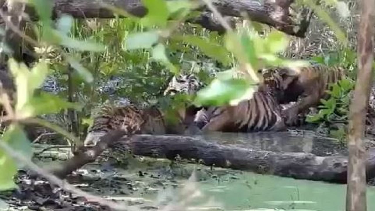 Tiger drinking water and elephants bathing in Dudhwa caught on camera