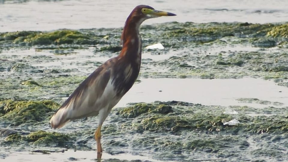 Chinese pond heron bird bird seen for the first time in Uttarakhand Forest Area of Kotdwar