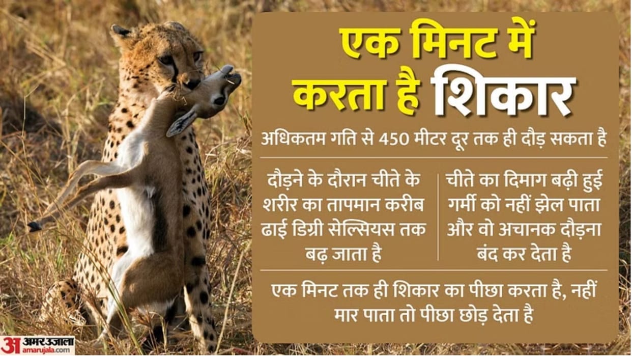 Cheetah in Gwalior: Female Cheetah Veera reached Gwalior from Kuno, hunted goats in Bhanwarpura village.