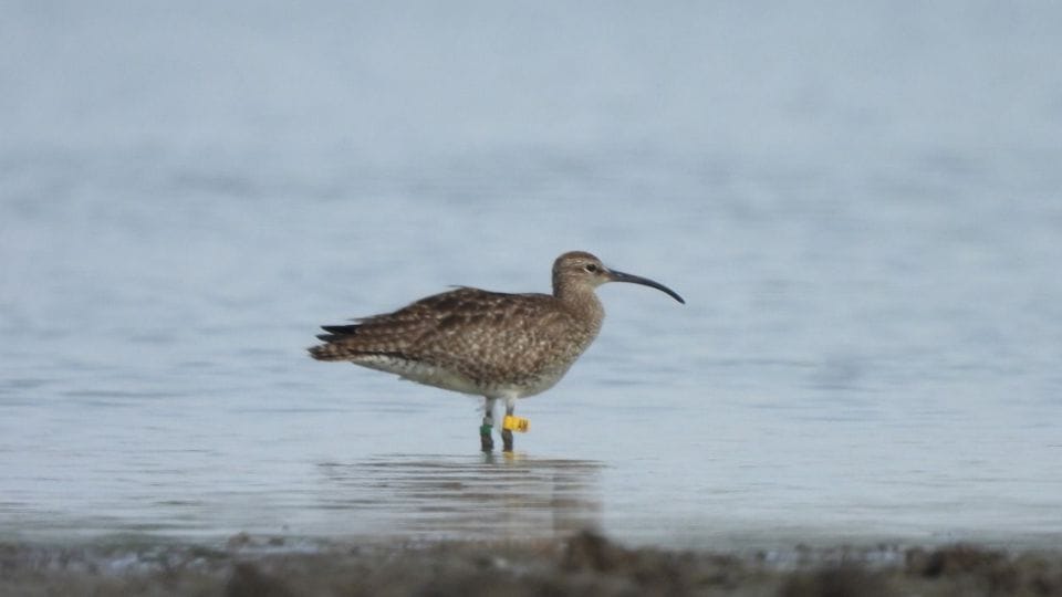 Tagged migratory bird whimbrel seen for the first time in Chhattisgarh