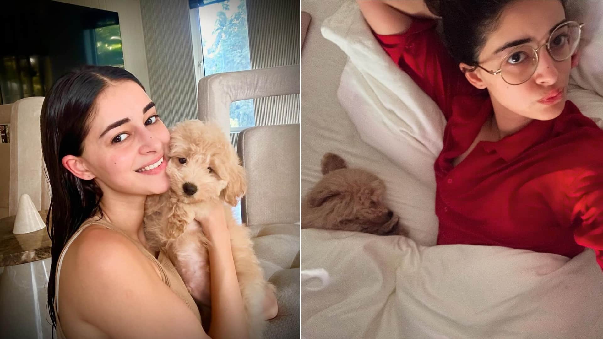 Celebrities Who Love Pets Ananya Pandey Alia Bhatt Priyanka Chopra Kartik Aaryan Janhvi Kapoor