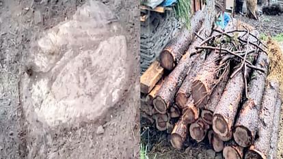 After cutting trees in Chachul forest, lot numbers were put on the stumps, wood also missing