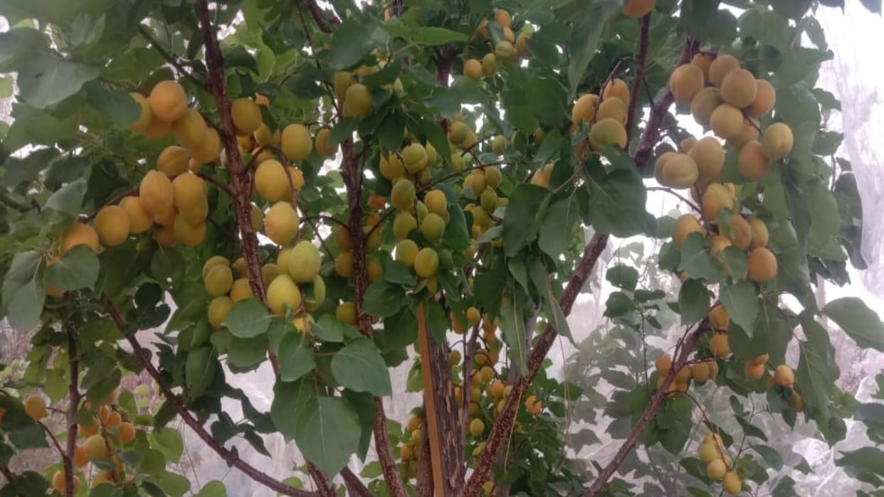 Apricots hit the markets, priced at Rs 85 per kg
