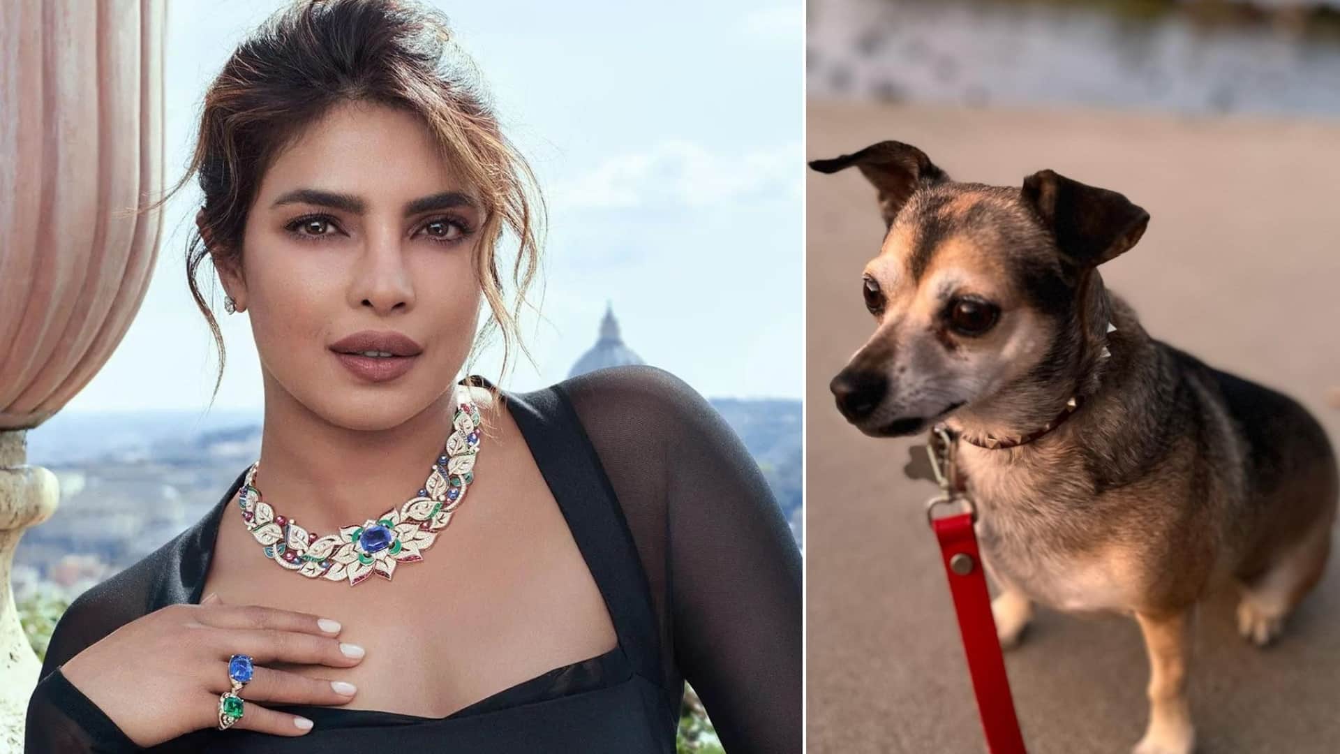 Celebrities Who Love Pets Ananya Pandey Alia Bhatt Priyanka Chopra Kartik Aaryan Janhvi Kapoor