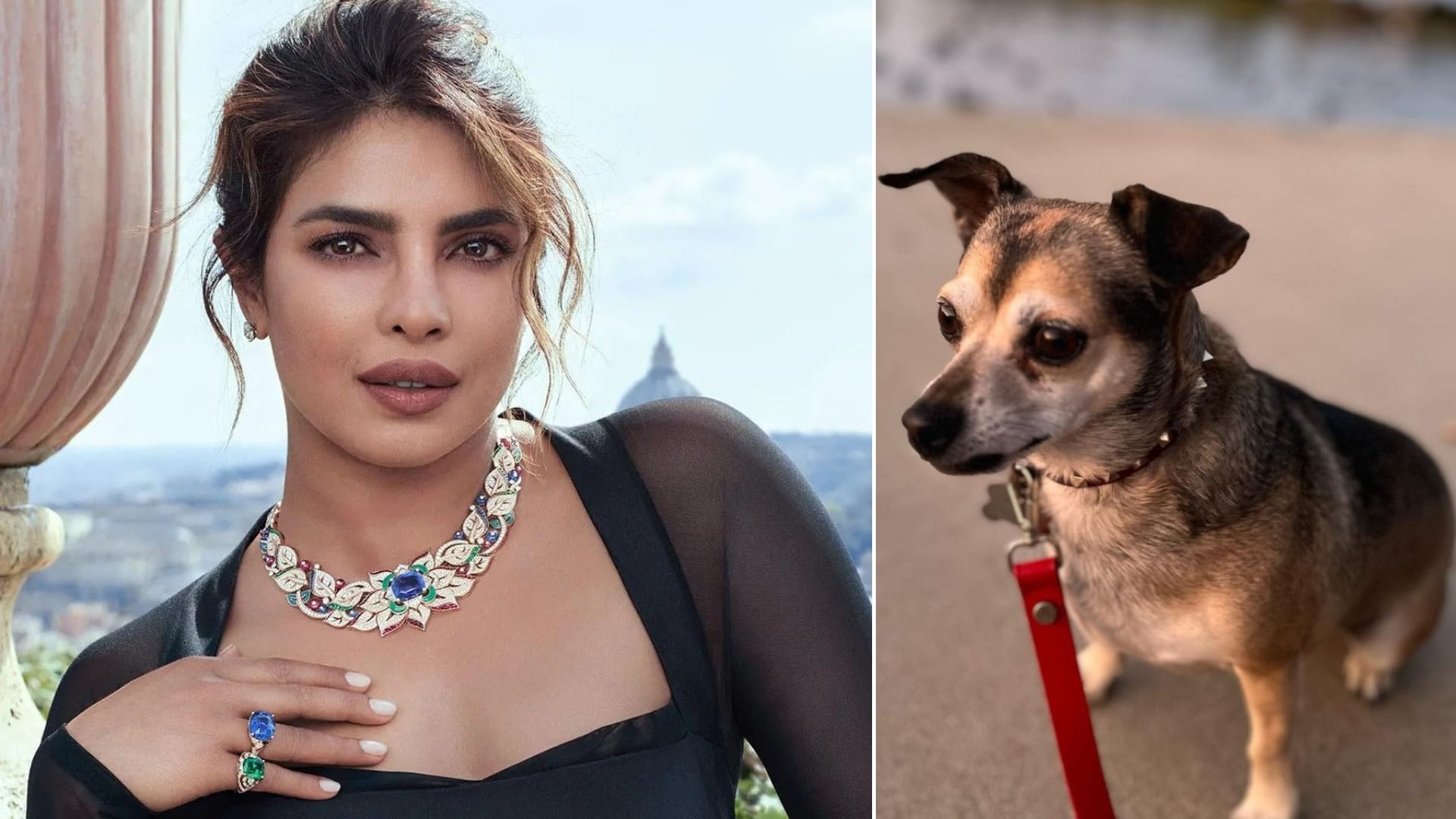 Celebrities Who Love Pets Ananya Pandey Alia Bhatt Priyanka Chopra Kartik Aaryan Janhvi Kapoor