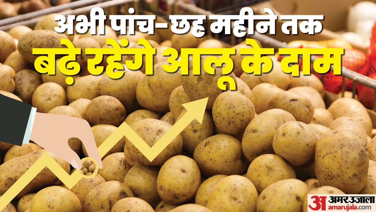 Now potatoes will spoil the kitchen budget of the house know why the price will not reduce till November?