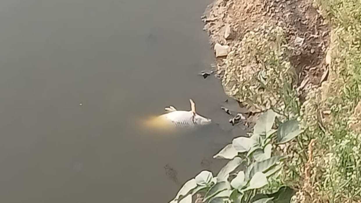 Abu Road: Fear of spread of diseases due to death of fish in public pond, condition miserable due to bad smell