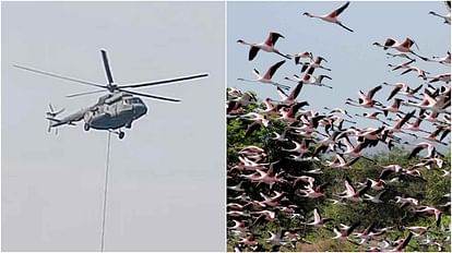 36 Flamingos Found Dead In Mumbai, Hit By Incoming Emirates Flight