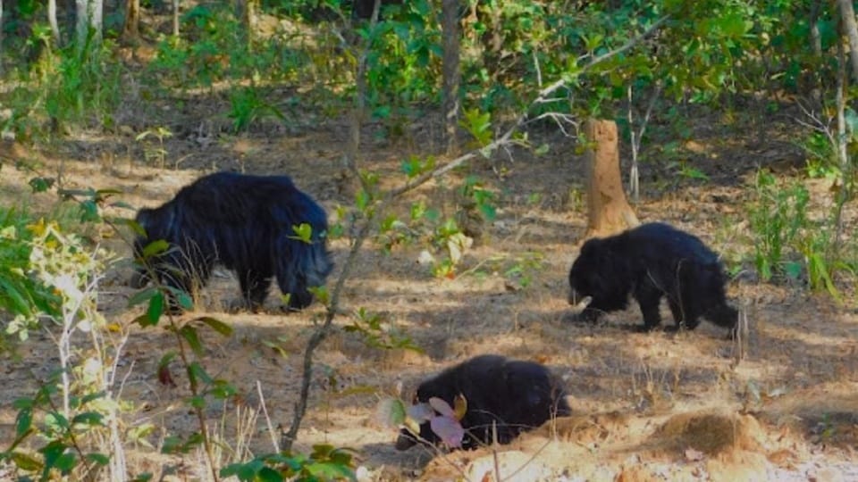 Father fought with a bear to save his daughter admitted to hospital in critical condition in Korea