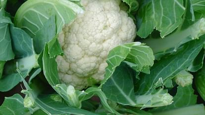 Cauliflower samples failed in Hamirpur cancer causing elements found