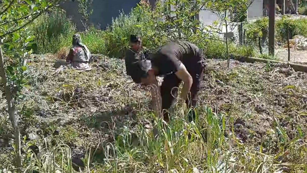 Garlic is ready in Kullu farmers are busy extracting it from the fields