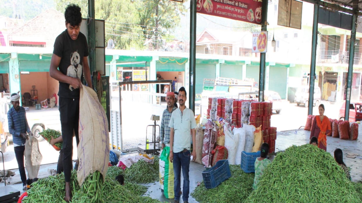 Prices of local peas fall in Himachal due to peas from Jammu and Kashmir