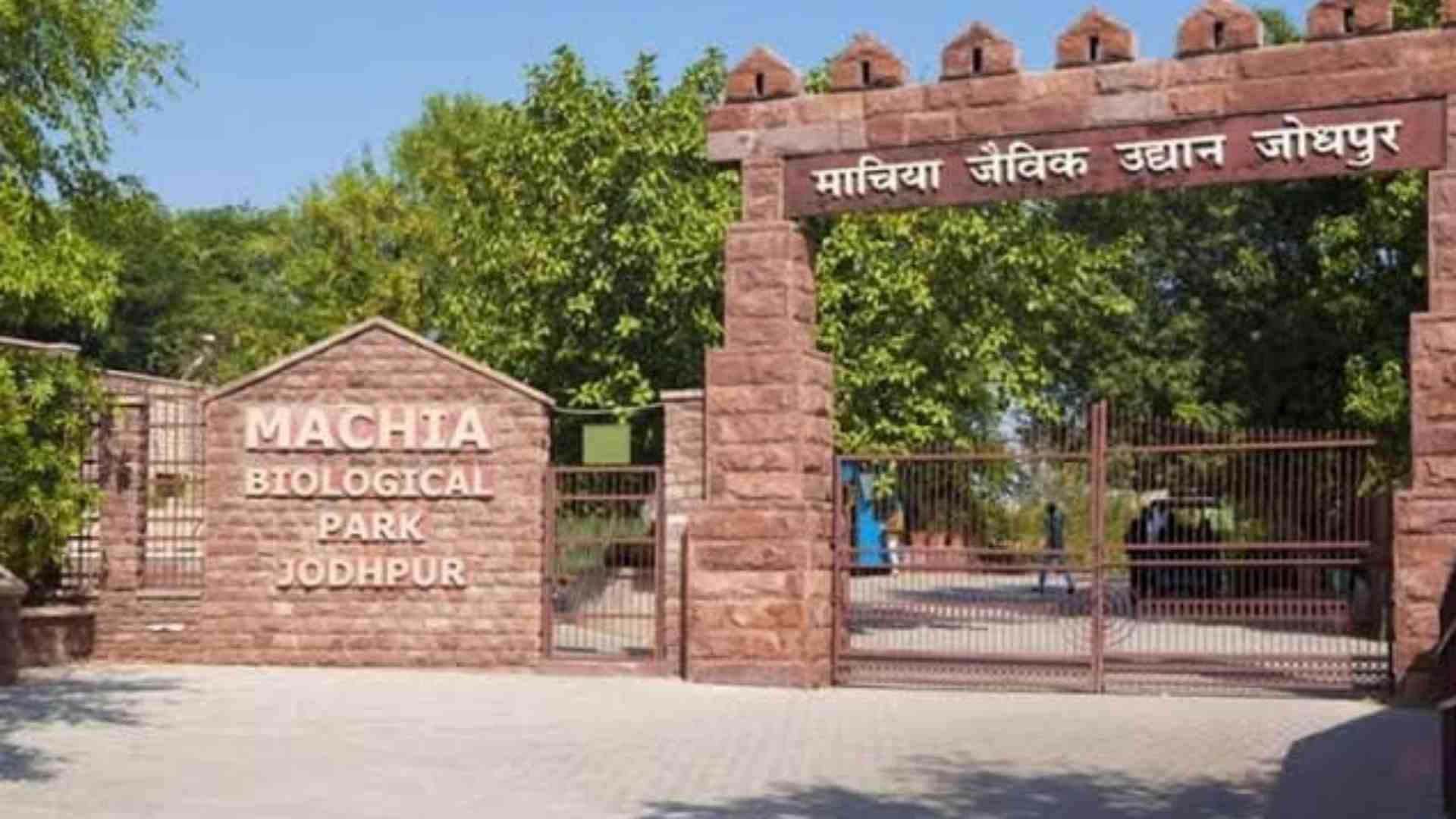 माचिया जैविक उद्यान जोधपुर।