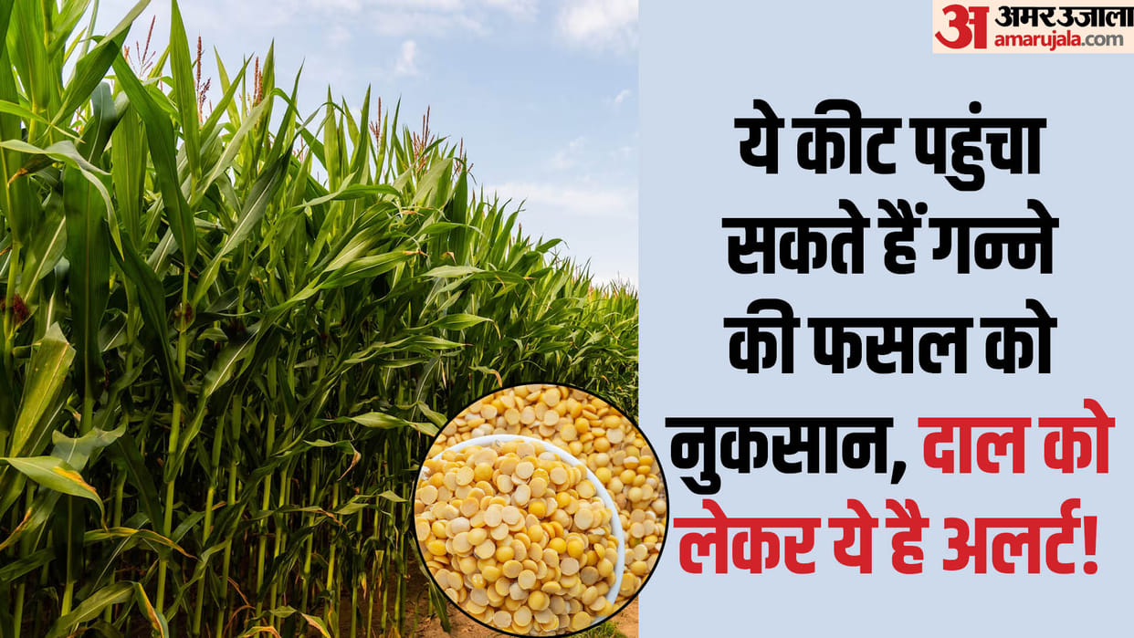 Why did heat and rain increase tension of farmers and government These steps to regarding sugarcane and pulses