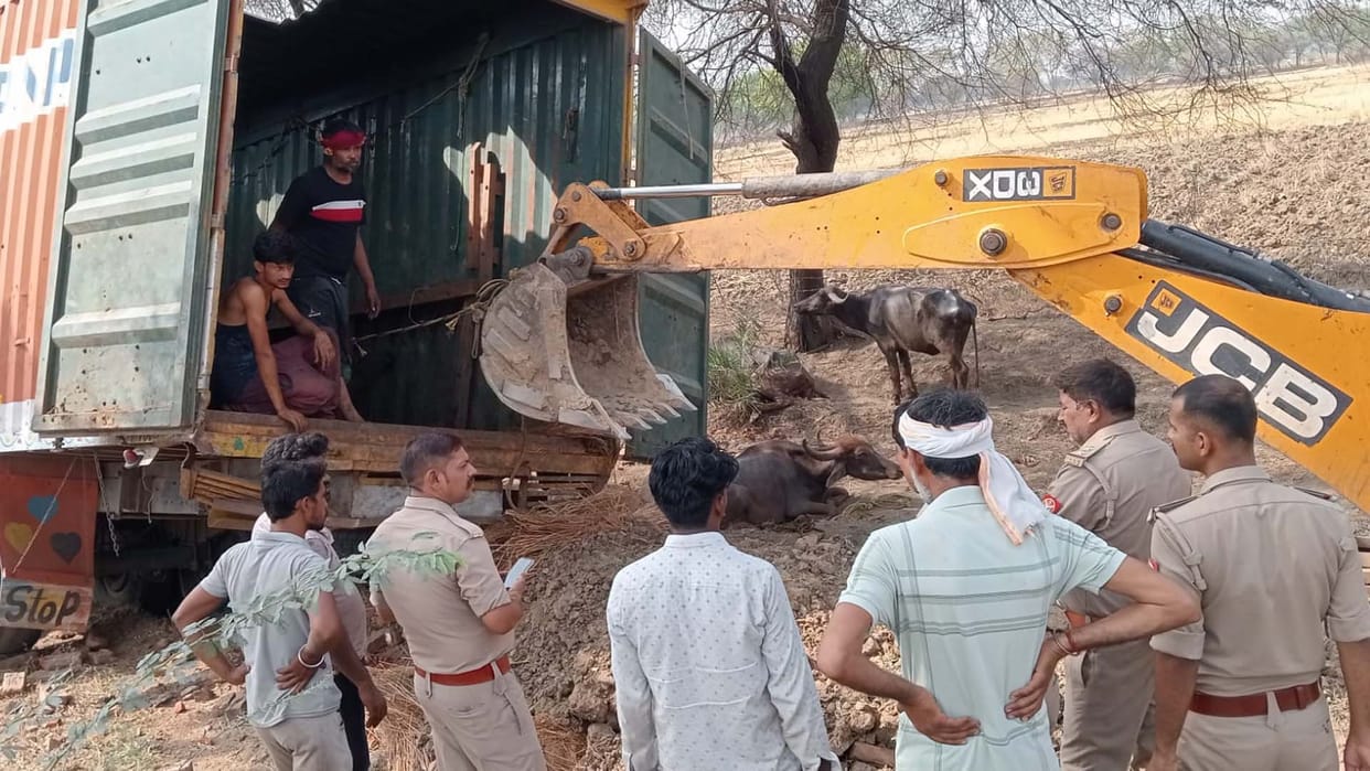 Mahoba: Container full of animals overturned, 20 buffaloes died